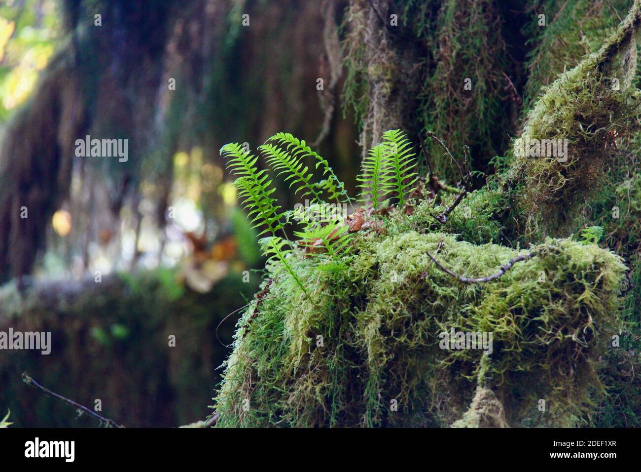 Rainforest ferns hi-res stock photography and images - Alamy