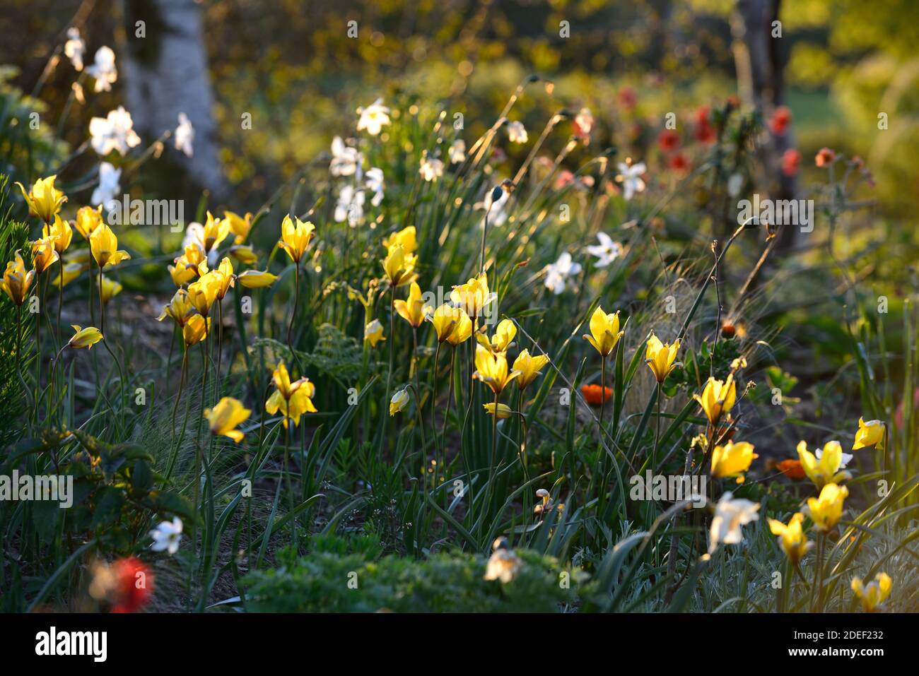 tulipa sylvestris,yellow tulips,yellow tulip flowers,species tulips,wild,natural planting,spring garden,RM Floral Stock Photo
