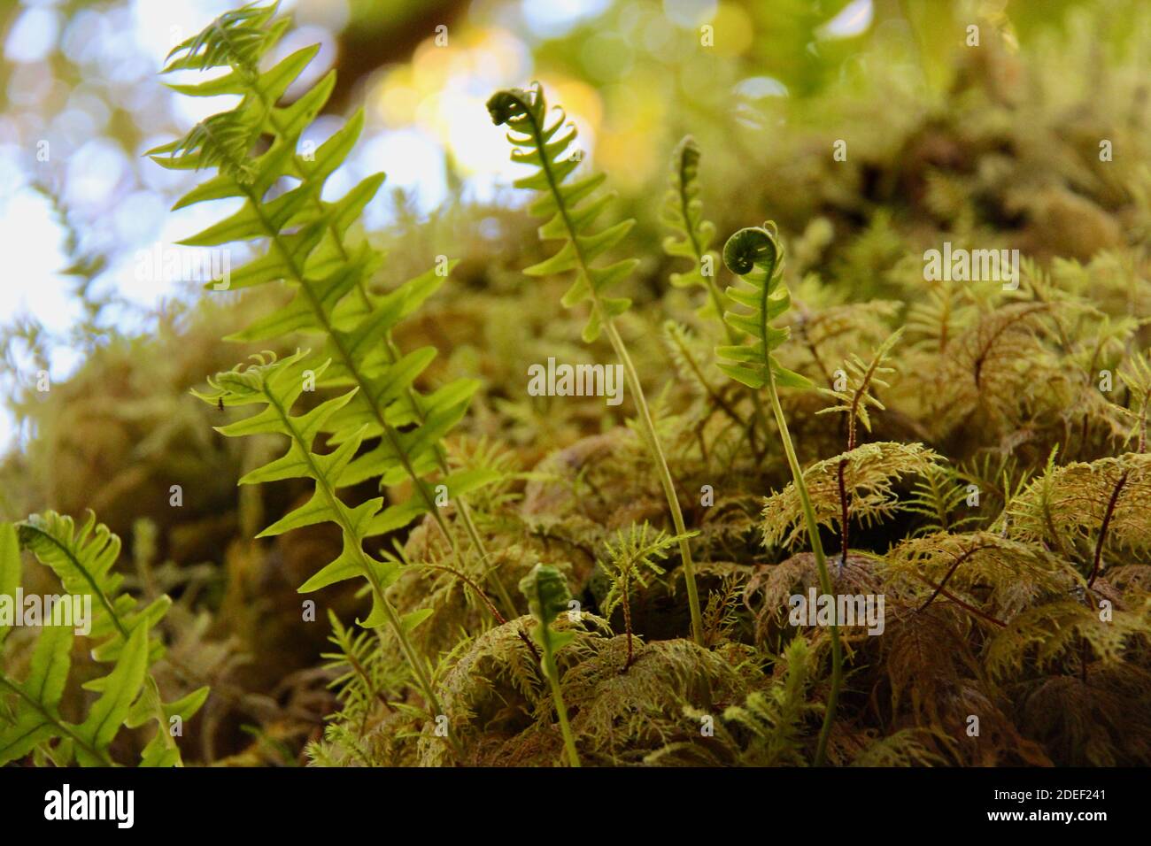 Rainforest ferns hi-res stock photography and images - Alamy