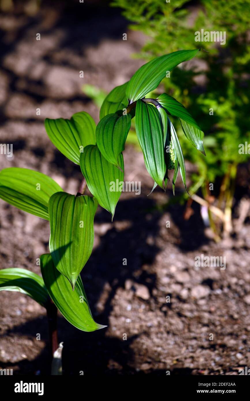 Maianthemum tatsiense,Smilacina,Chinese False Solomon's Seal,green leaves,foliage,white flowers,arching stems,wood, woodland, shade, shady, shaded, ga Stock Photo