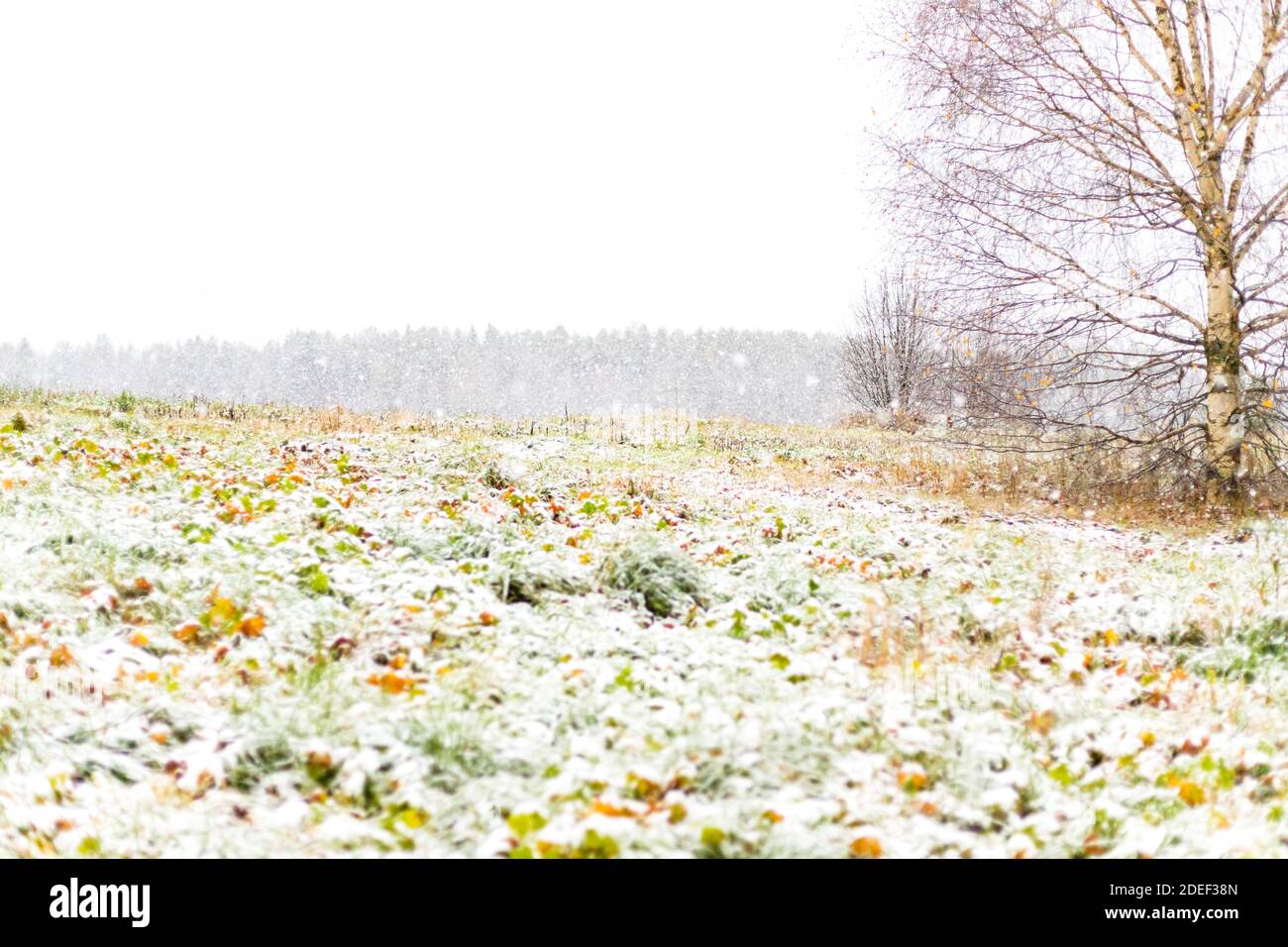 Winter Christmas landscape natural background of field meadow, single tree, snow falling snowflakes Stock Photo