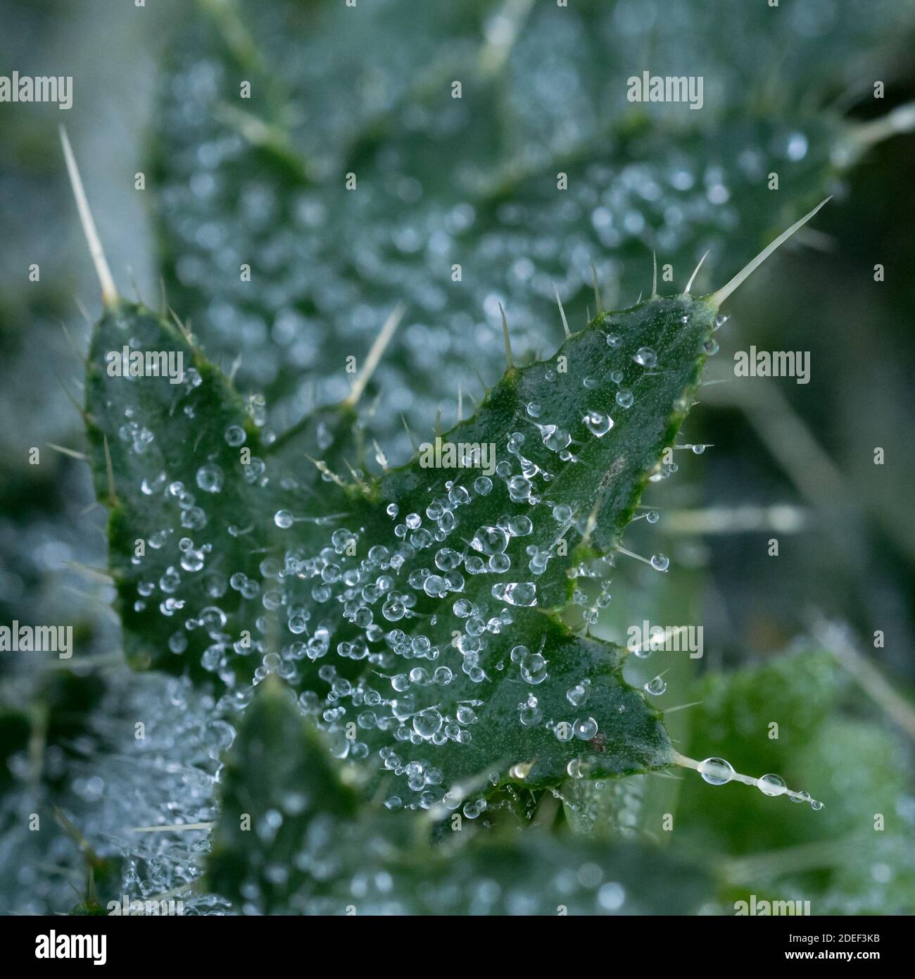 a full frame close up closeup macro detail of spiny dwarf thistle covered in water drops droplets capillary tension dew rain surface tension to hairs Stock Photo