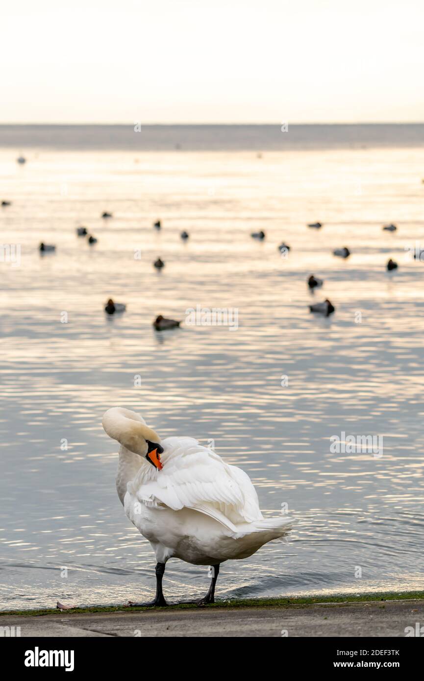 One mute swan cleaning feathers beside water at sunset. Cygnus olor. Backgrounds of flock waterbirds. Beauty in nature. Lausanne, Switzerland. Stock Photo