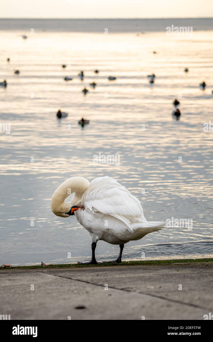 One mute swan cleaning feathers beside water at sunset. Cygnus olor. Backgrounds of flock waterbirds. Beauty in nature. Lausanne, Switzerland. Stock Photo