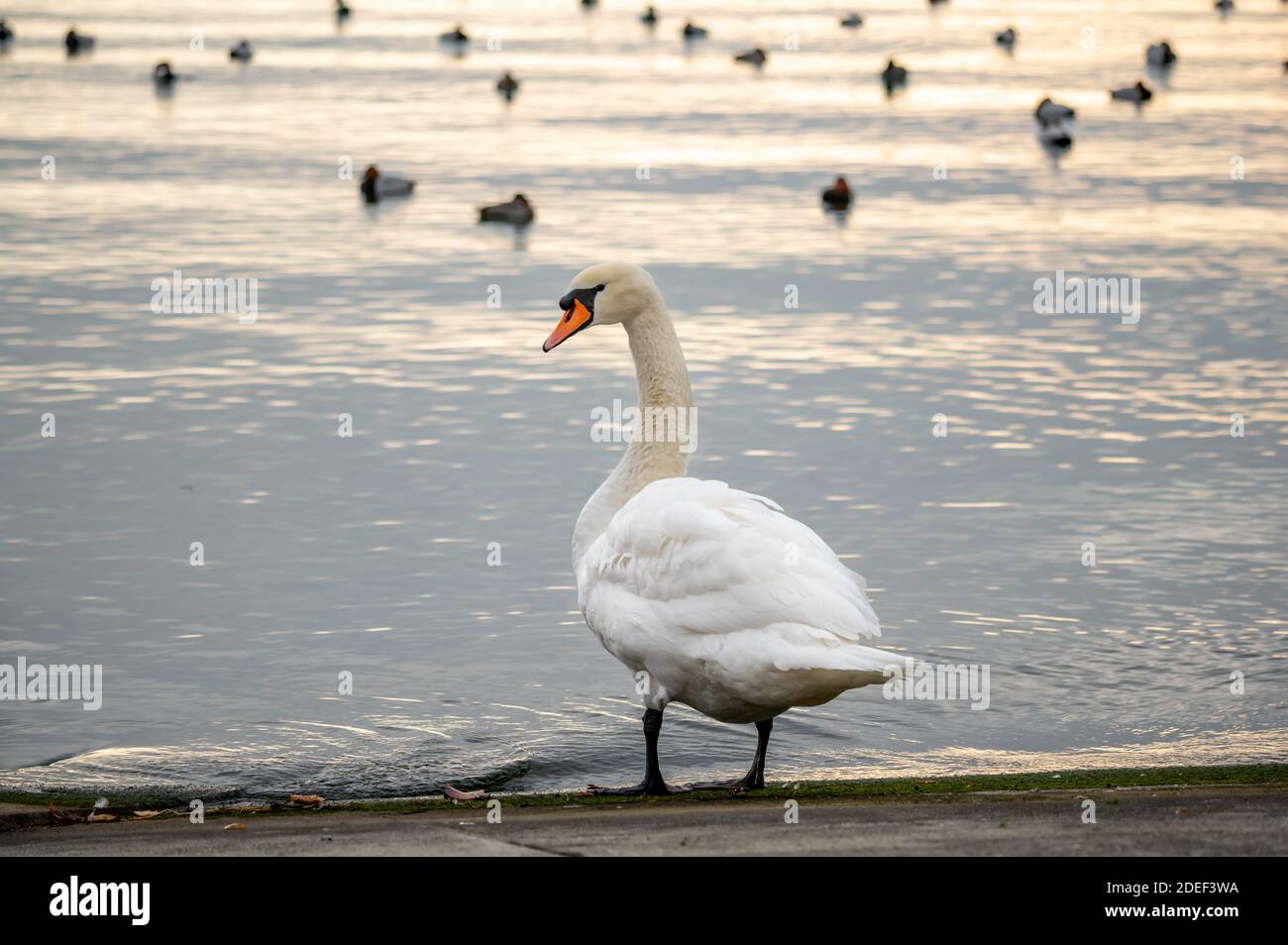 One mute swan cleaning feathers beside water at sunset. Cygnus olor. Backgrounds of flock water birds. Beauty in nature. Lausanne, Switzerland. Stock Photo