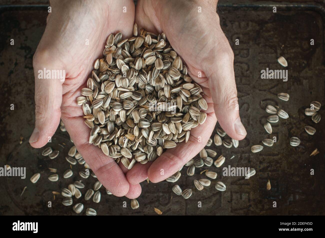 Closeup of male hands holding harvested raw sunflower seeds in the