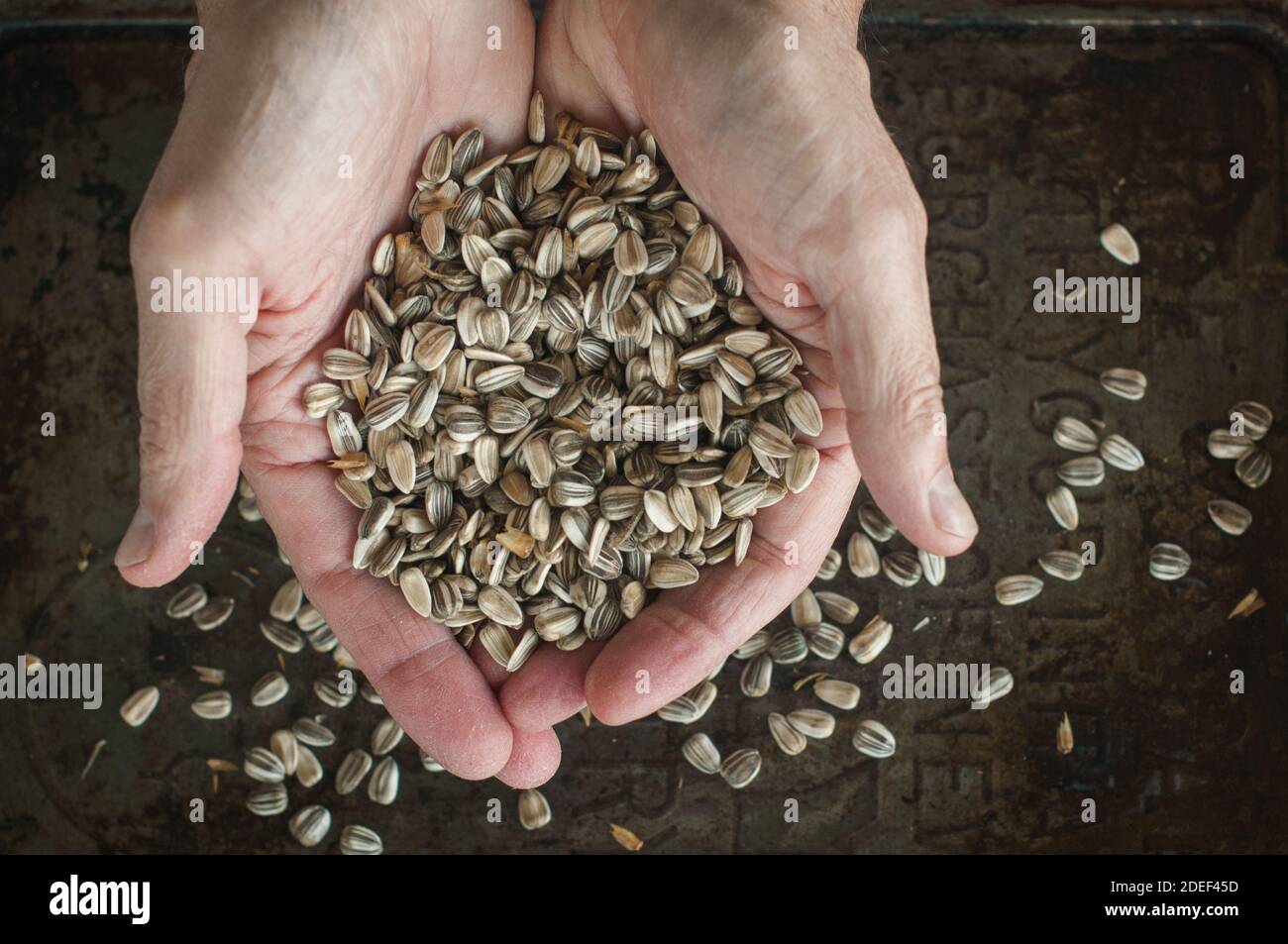 Closeup of male hands holding harvested raw sunflower seeds in the shell.  Bird, squirrel, chipmunk food. Stock Photo