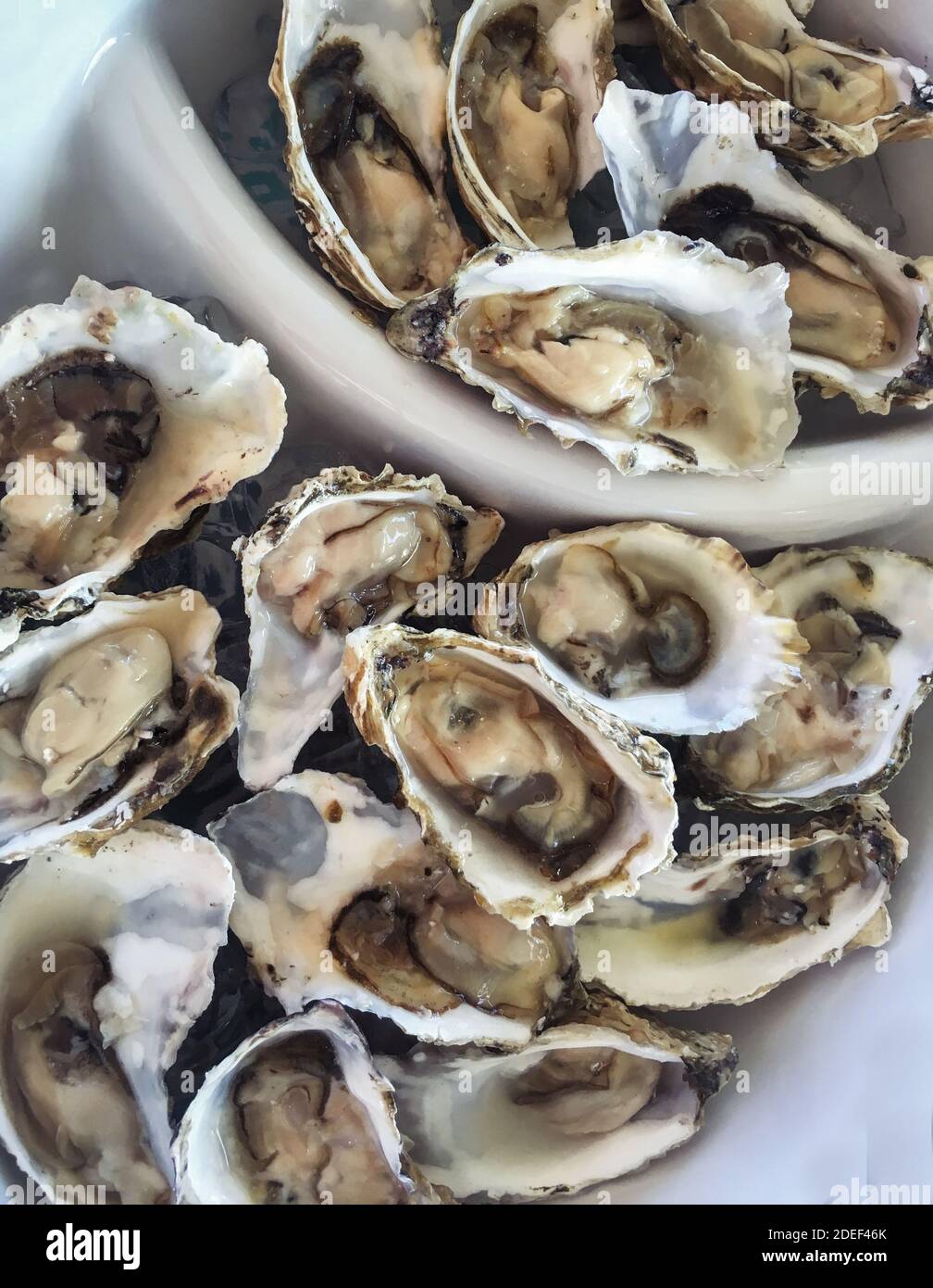 Shucked oysters on the half shell on ice in a white bowl ready to eat. Close-up. Stock Photo