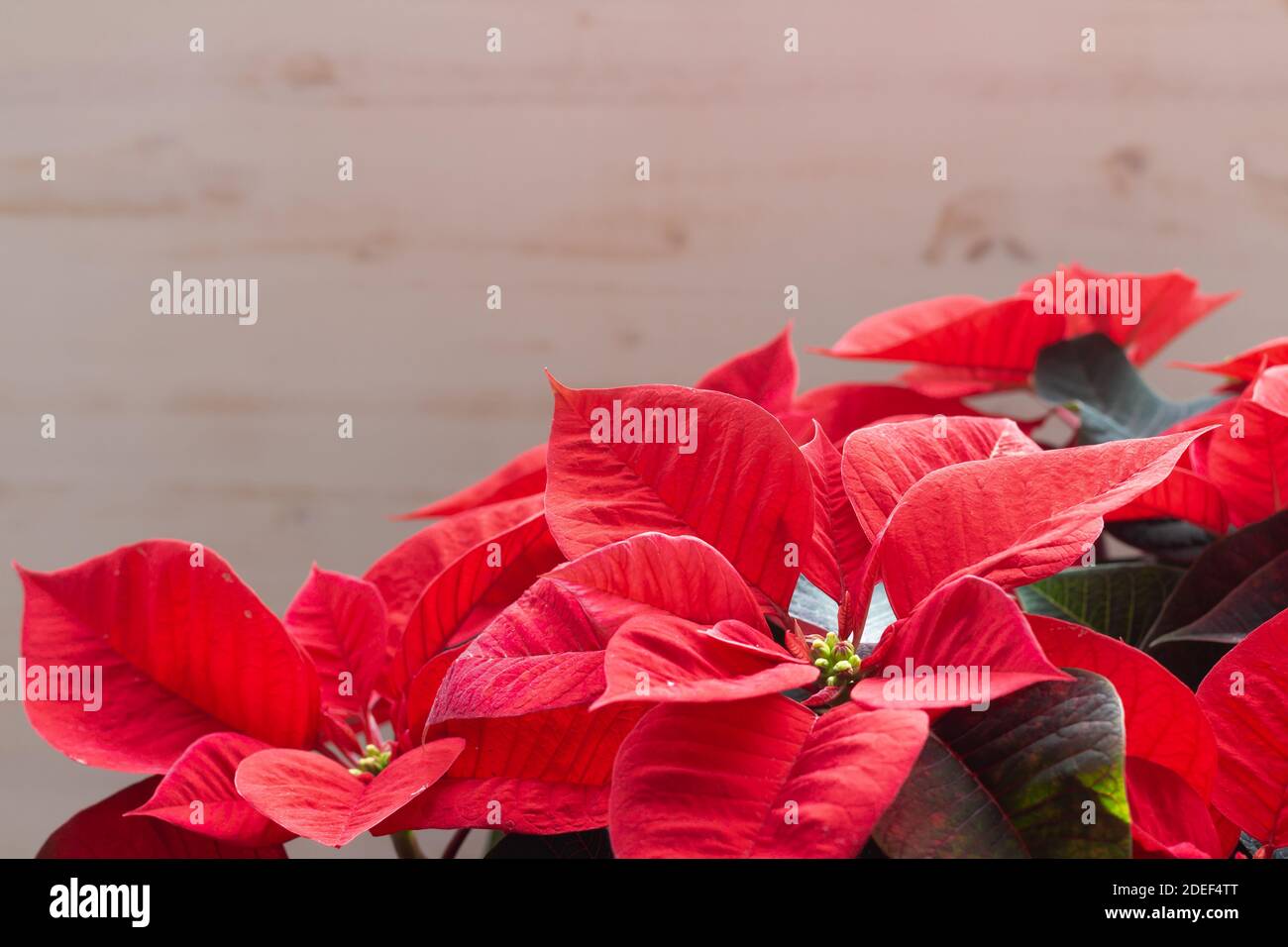 Red Christmas Poinsettia plant, Holiday background Stock Photo