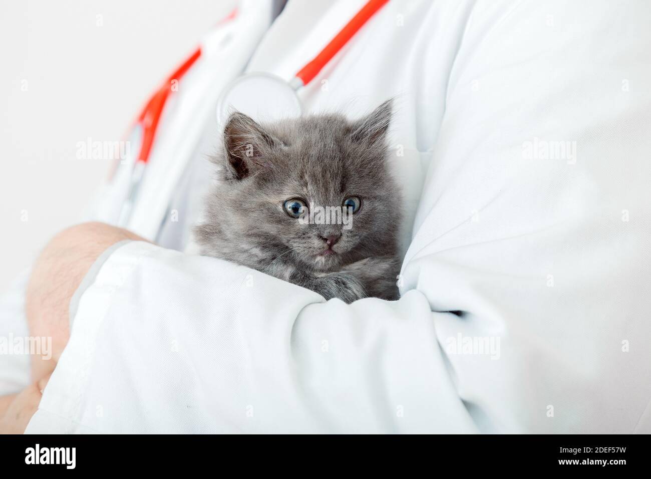 Scared fluffy gray kitten in doctor veterinarian hands in white coat with stethoscope. Kitten portrait. Baby cat in Veterinary clinic. Veterinarian Stock Photo