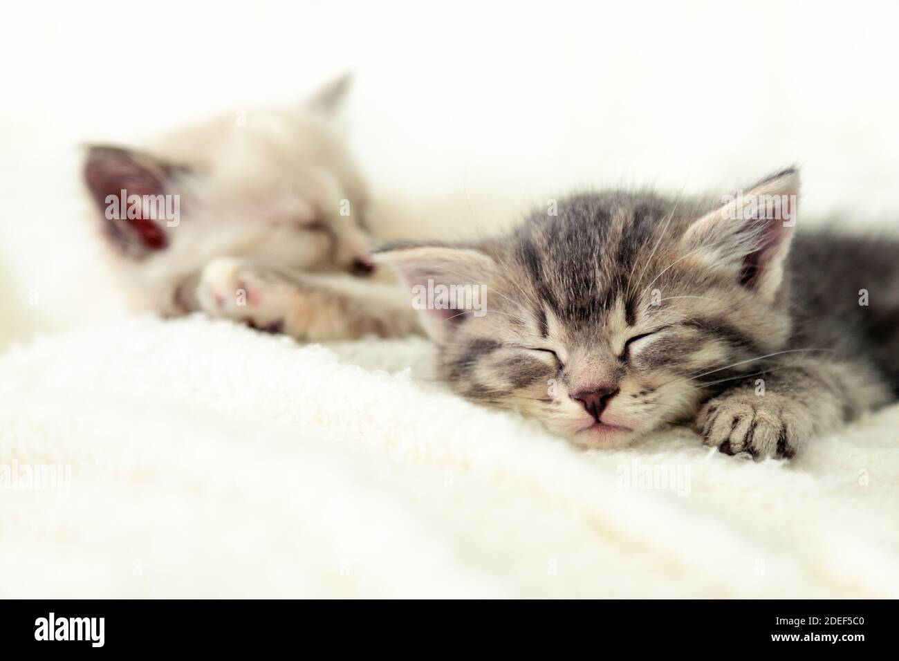Two cute kittens sleep on white fluffy blanket. Portrait of beautiful
