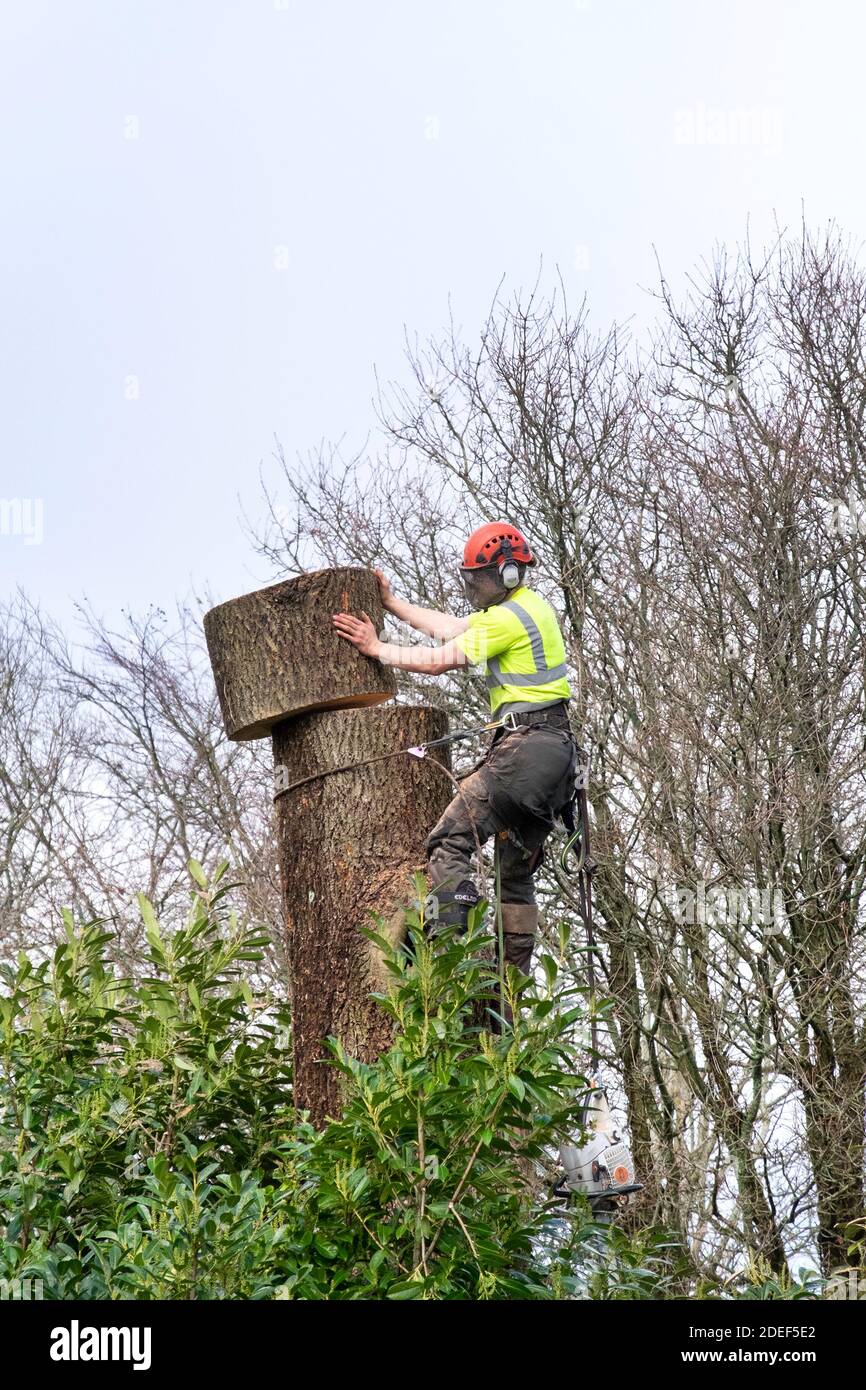 A tree surgeon felling an ash tree with dieback in sections. Stock Photo