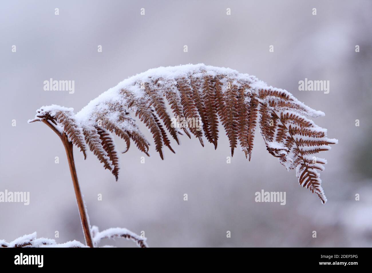 Farnblatt mit Schneehaube - Winter im Hohen Venn Stock Photo