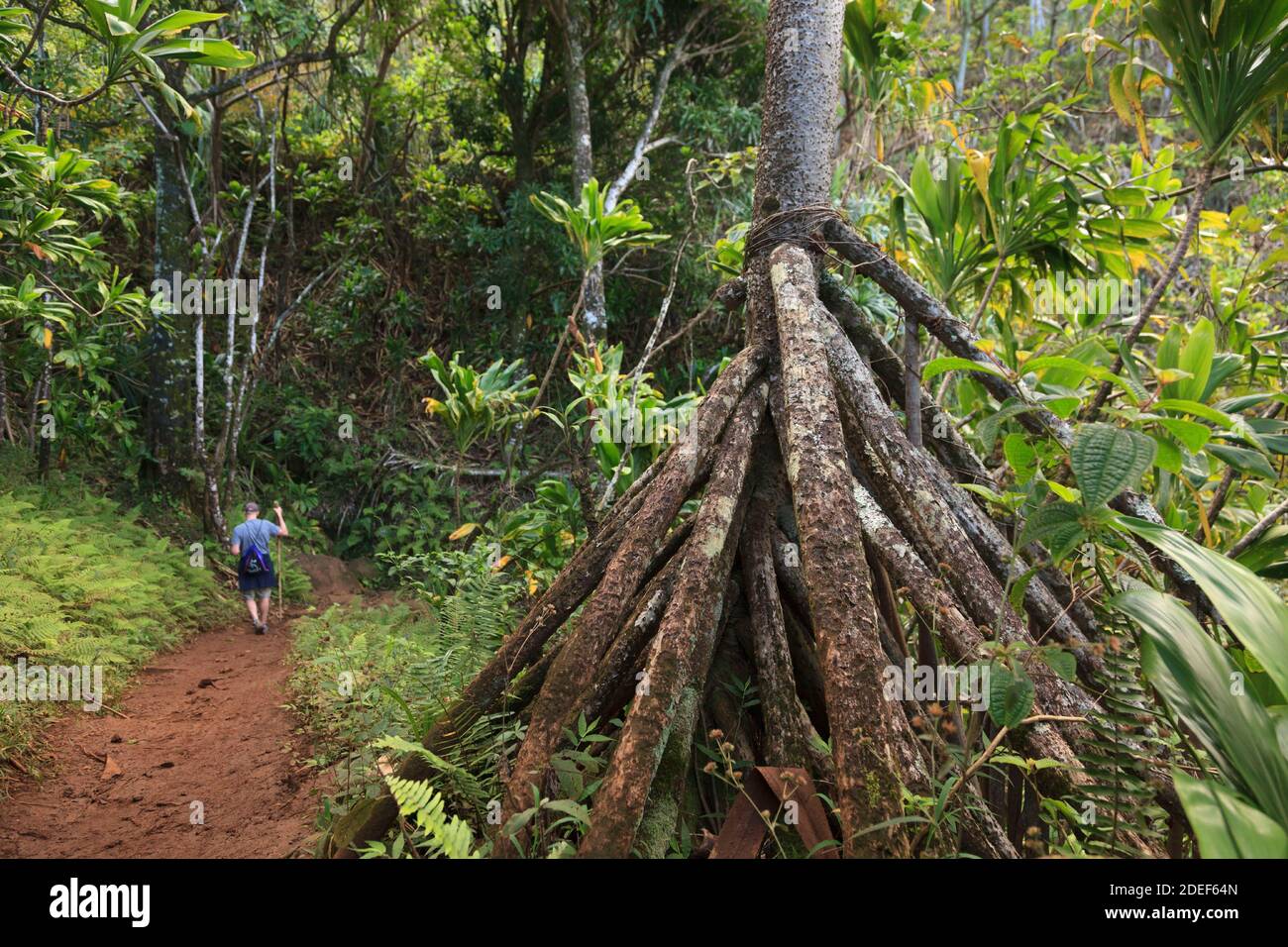 Man on Kalalau Trail Hike, Na Pali Coast, Kauai, Hawaii Stock Photo