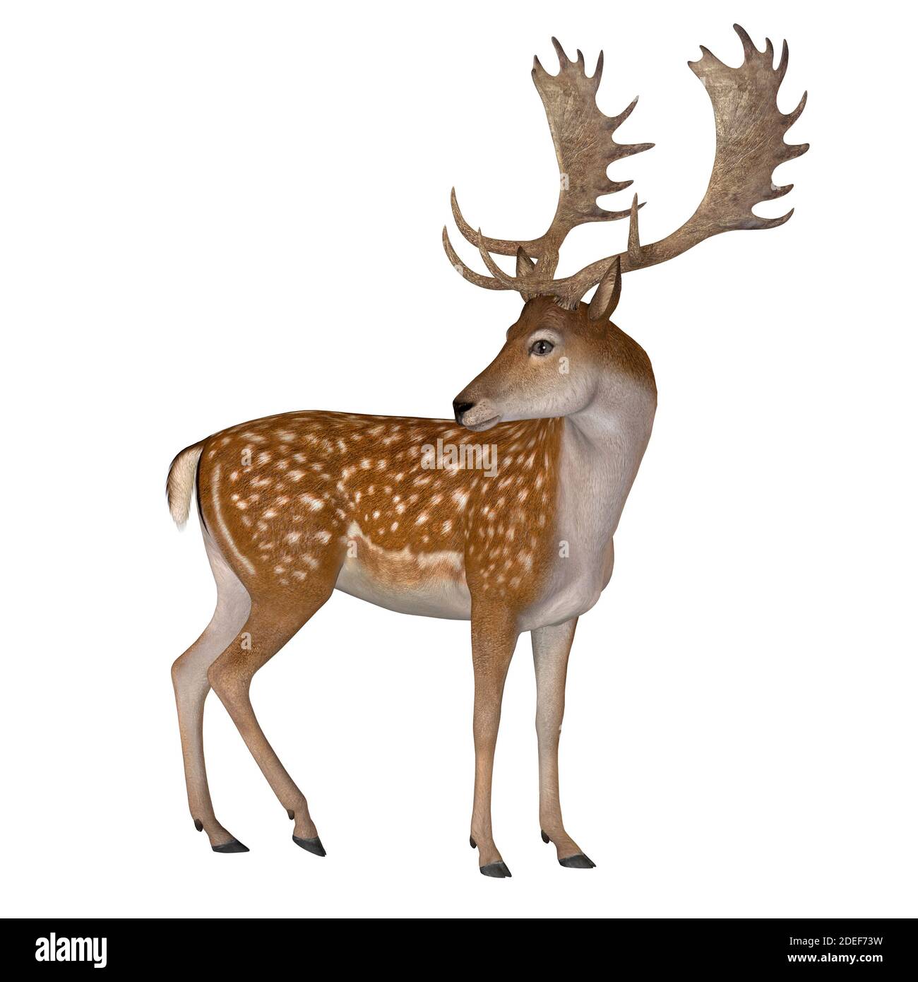 Fallow Deer Buck - The Fallow deer can be traced back to Pleistocene Period and the species now lives in Europe. Stock Photo