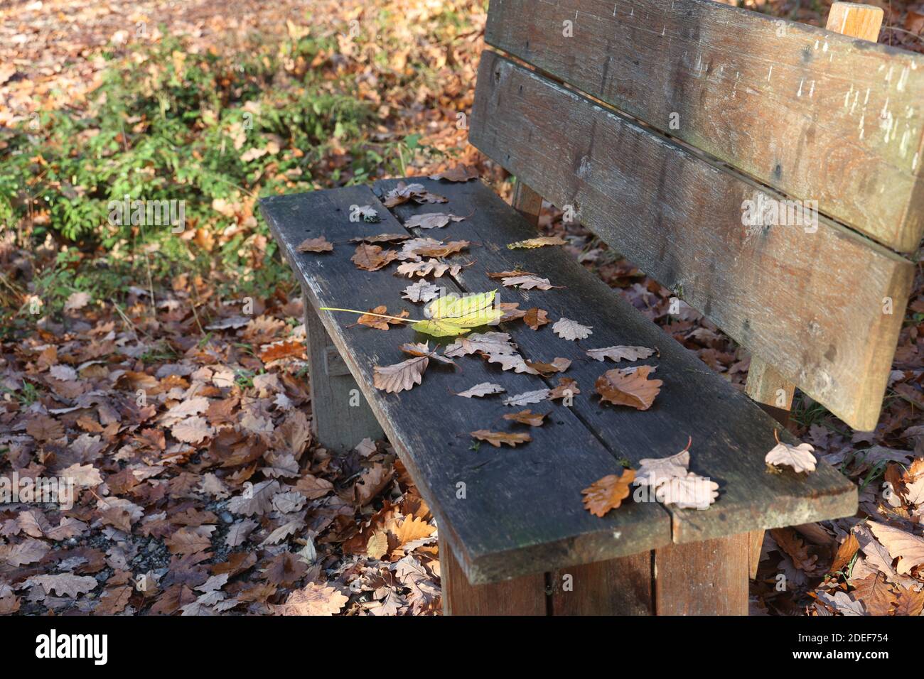 A yellow maple leaves falling on a park bench during the autumn Stock ...