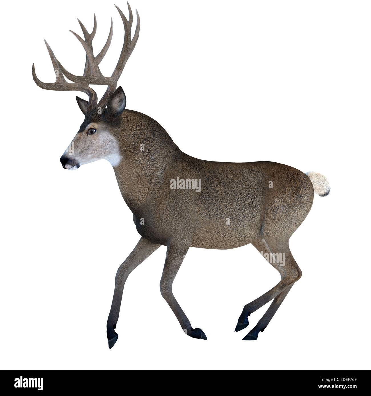 Mule stag Cut Out Stock Images & Pictures - Alamy