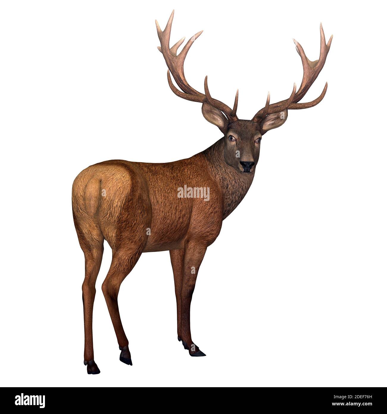 Red Stag Deer - The Red deer is native to Europe, Asia, Iran and Africa is one of the largest species of ungulates. Stock Photo
