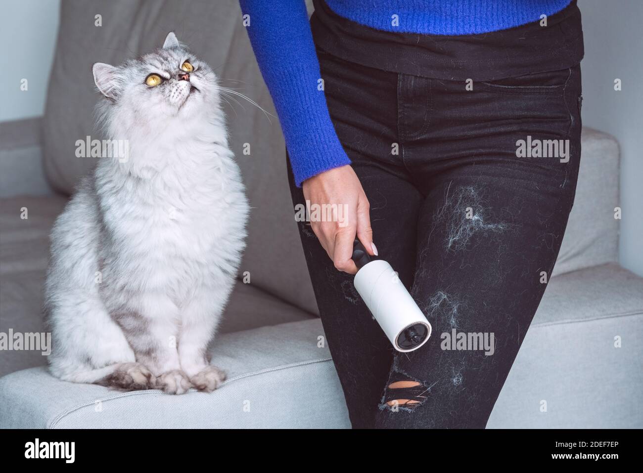Woman cleaning clothes with clothes roller, lint roller or sticky roller  from cats hair. Cats hair on clothes. Cleaning hair from pets Stock Photo -  Alamy