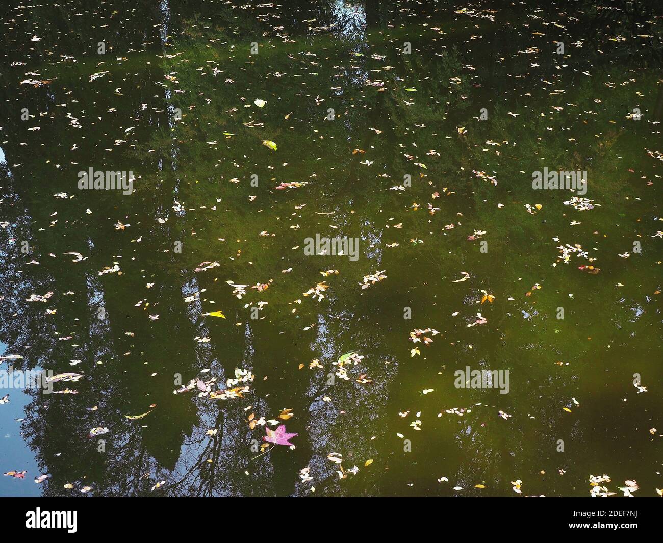Green muddy water with tall trees reflected in it and leaves floating ...