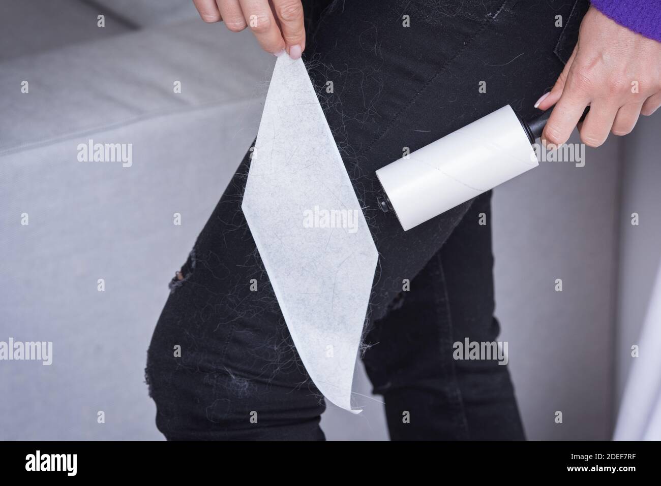 Close up of woman hand with clothes roller, lint roller or sticky roller removing animal hairs and fluff from from clothes. Pets hair on clothes Stock Photo