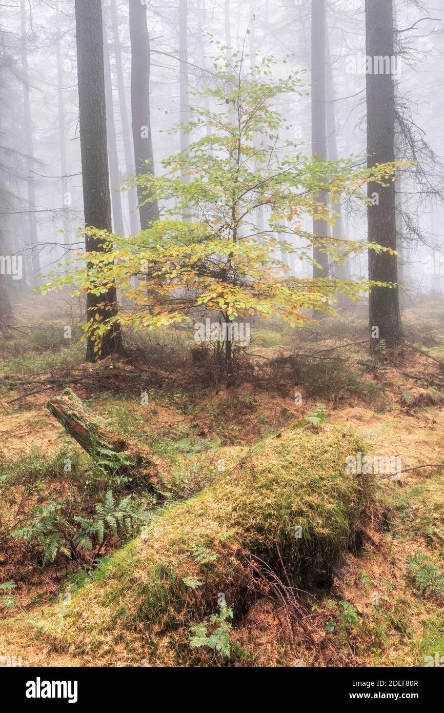 Misty Woodland Scene, North York Moors, Yorkshire Stock Photo