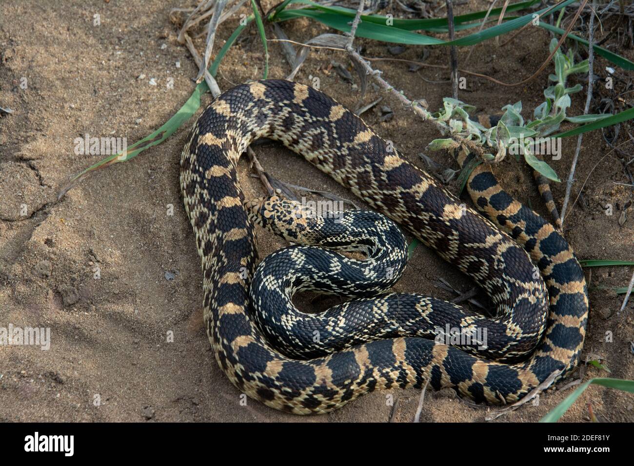 Bullsnake Pituophis catenifer sayi gopher snake hi-res stock photography and ...
