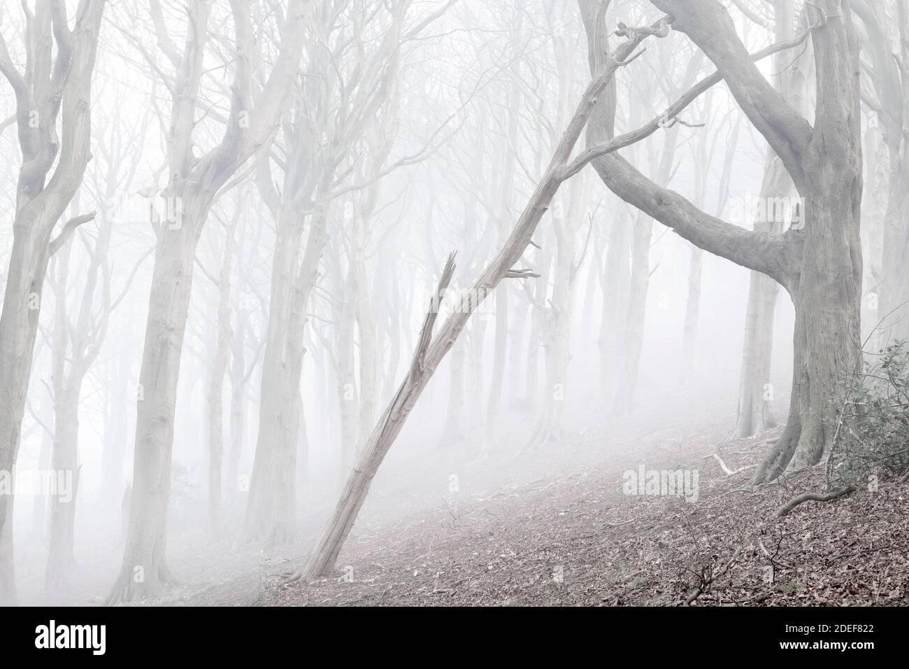 Misty Woodland scene at Olivers Mount, Scarborough Stock Photo