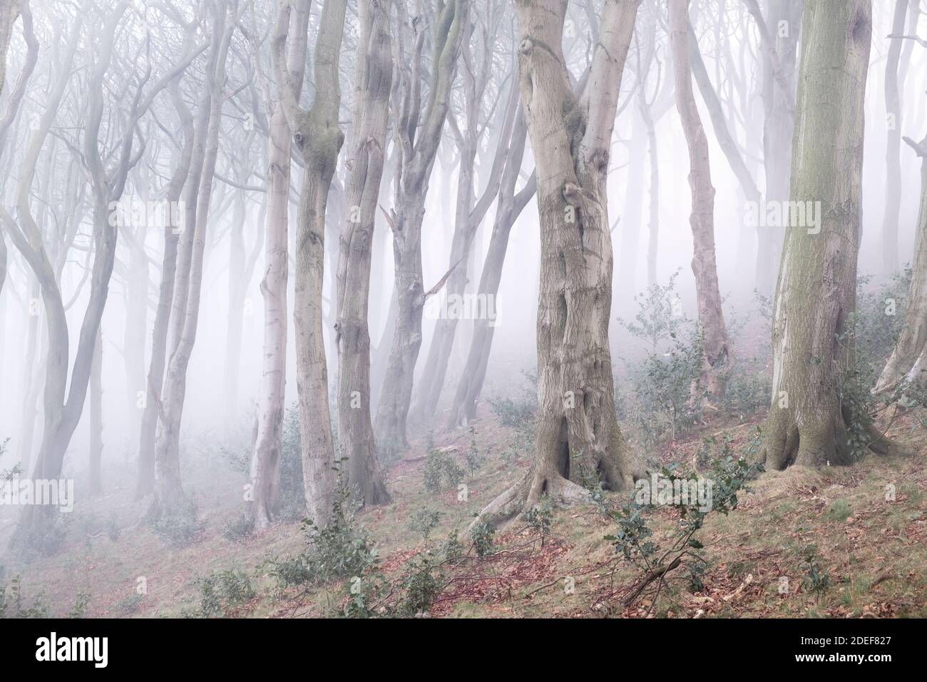 Misty Woodland scene at Olivers Mount, Scarborough Stock Photo