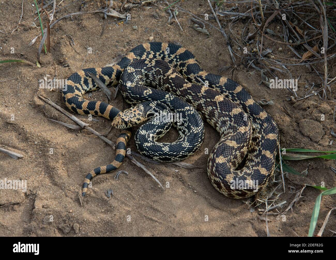 Bullsnake (Pituophis Catenifer Sayi) From Tazewell County, Illinois ...