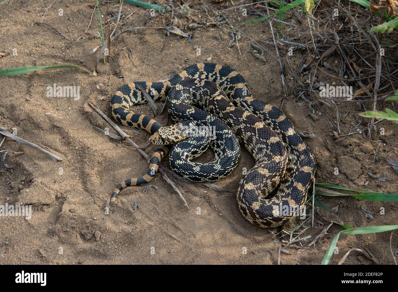 Bullsnake Pituophis catenifer sayi gopher snake hi-res stock photography and ...