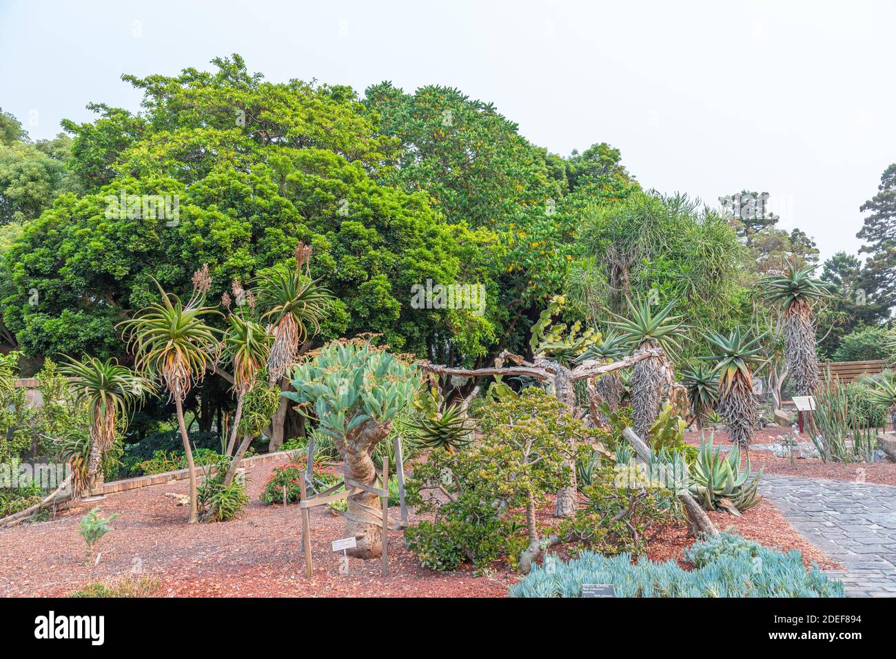 Sydney botanical garden in Australia Stock Photo - Alamy