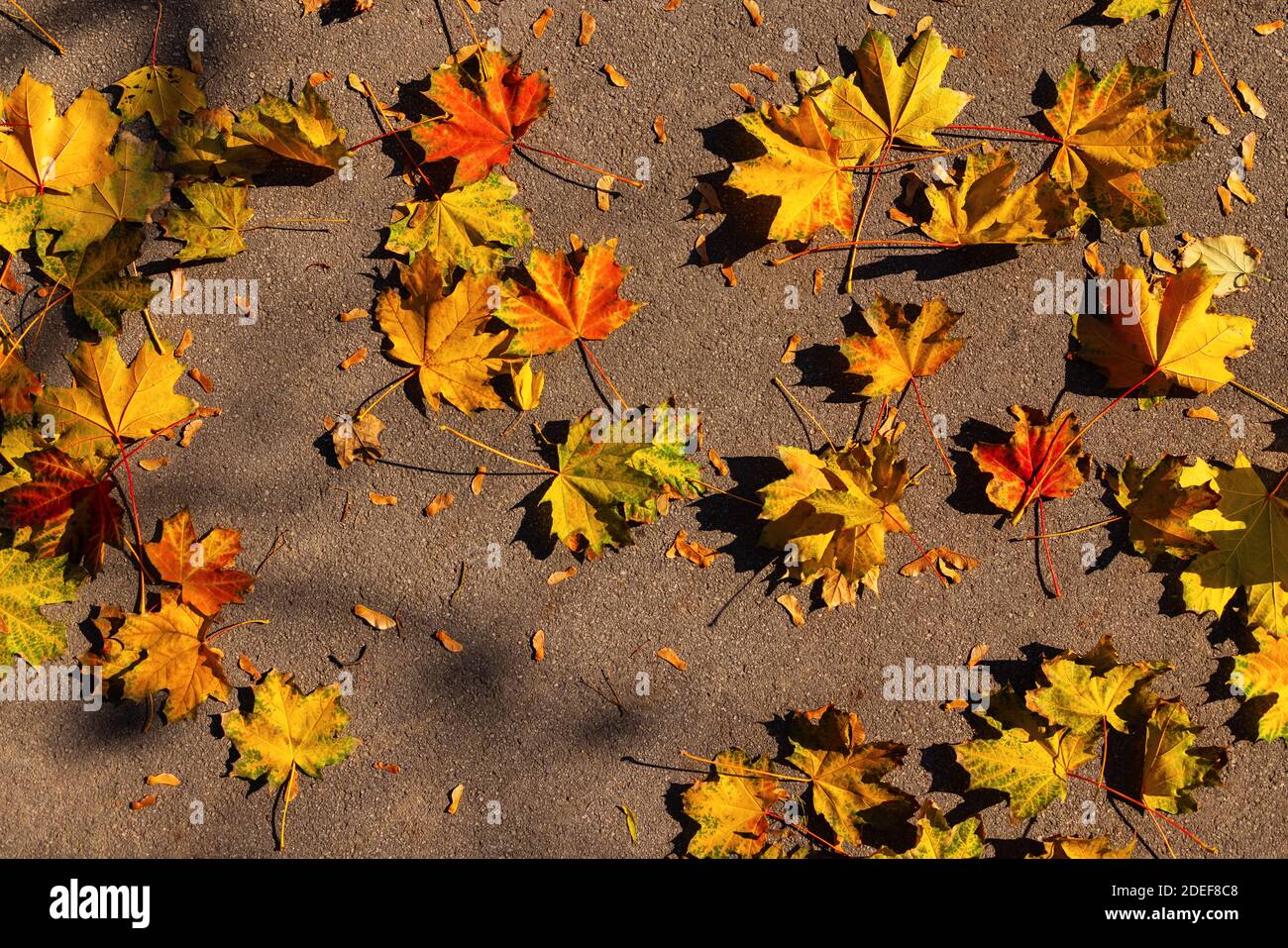 Ground leaves texture hi-res stock photography and images - Alamy