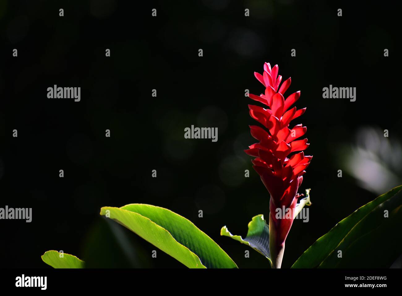 Red ginger alpinia purpurata ginger hires stock photography and images Alamy