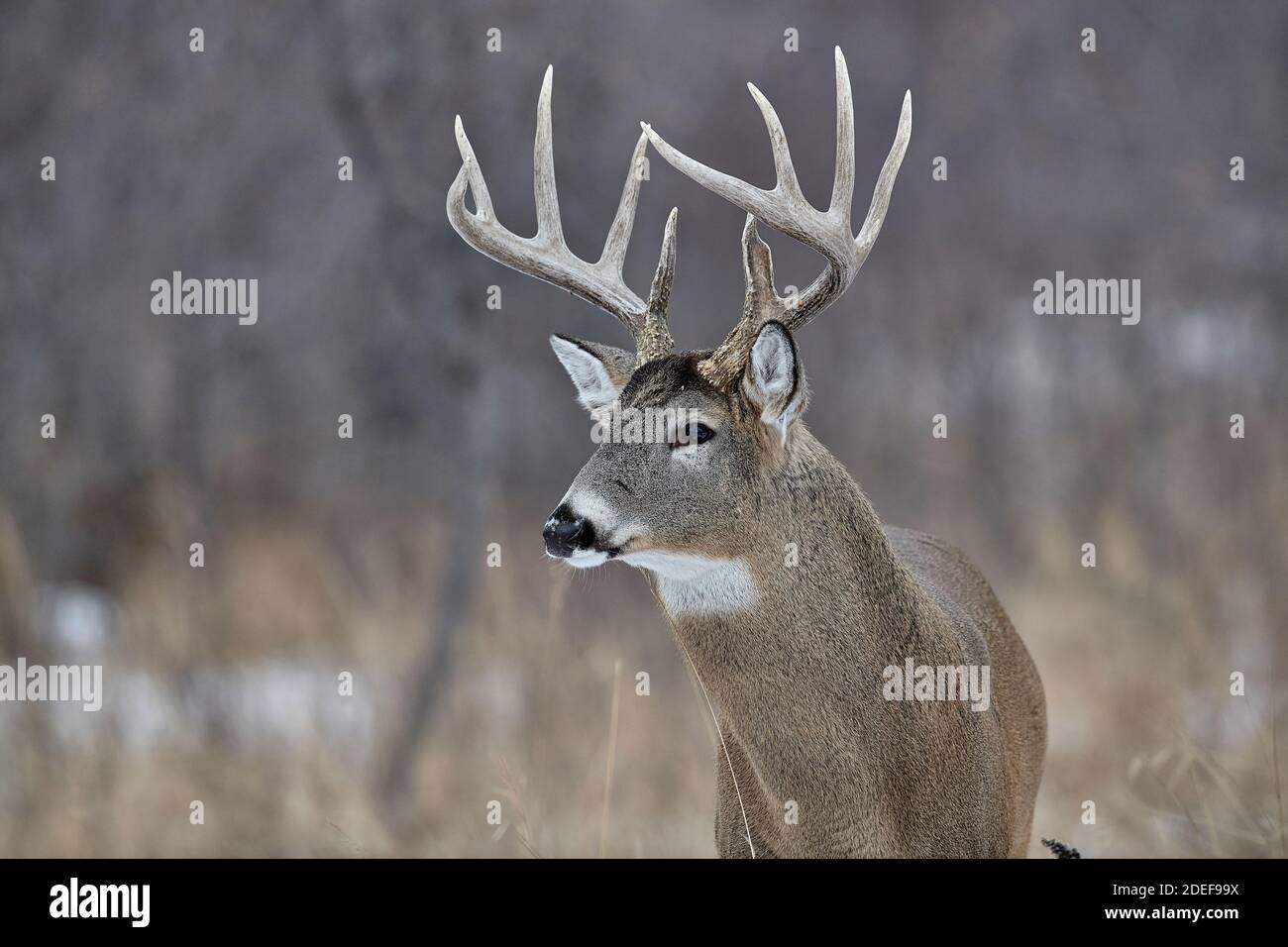 White-tailed deer (Odocoileus virginianus) stag with full growth antlers, Calgary, Alberta, Canada Stock Photo