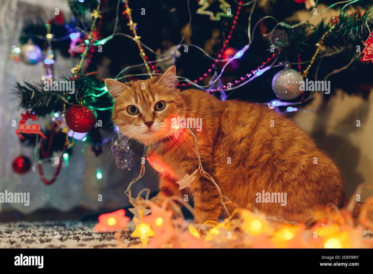 cat christmas tree lights