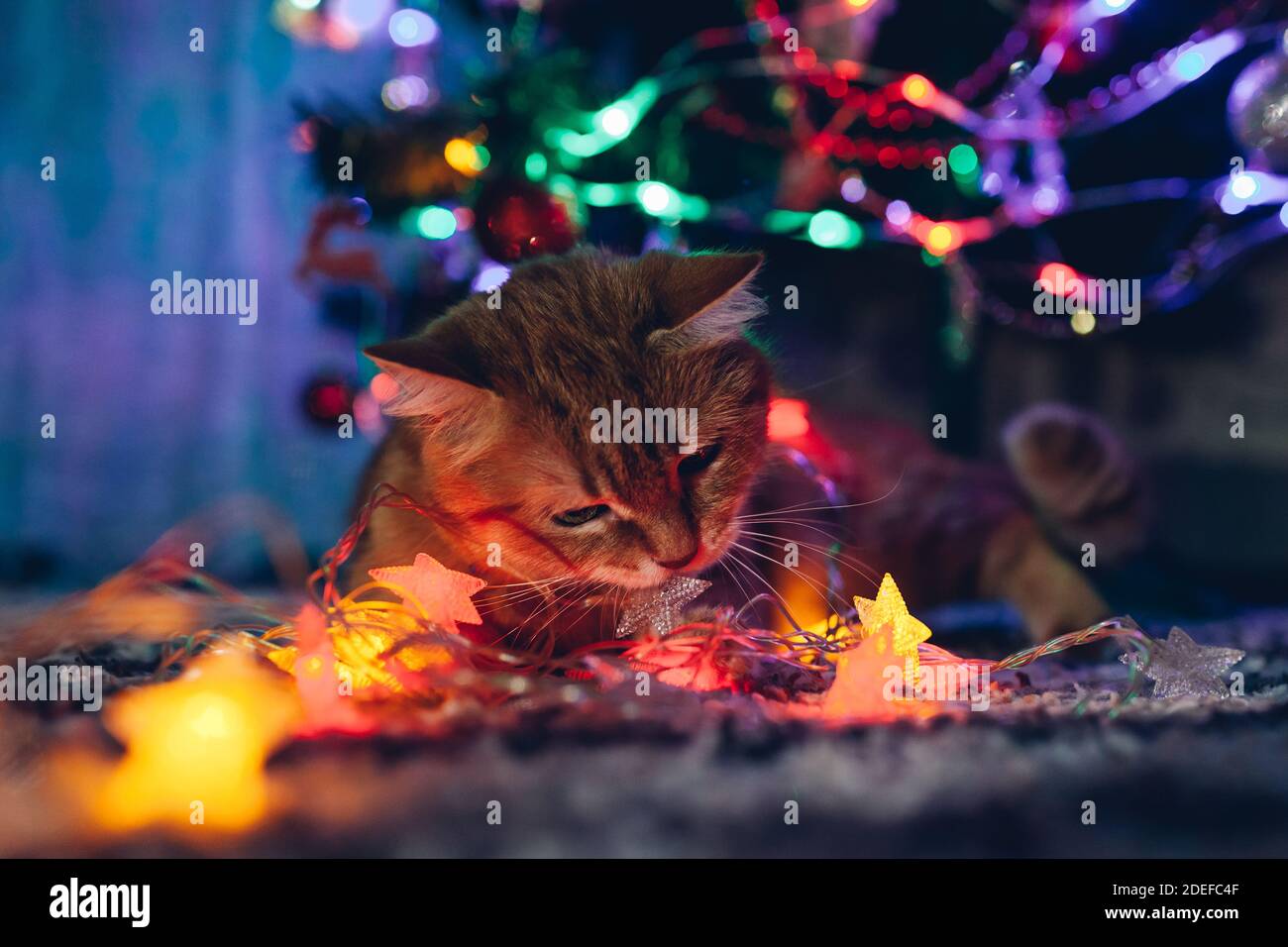 Ginger cat caught biting garland under Christmas tree at home. Christmas and New year with naughty pet Stock Photo
