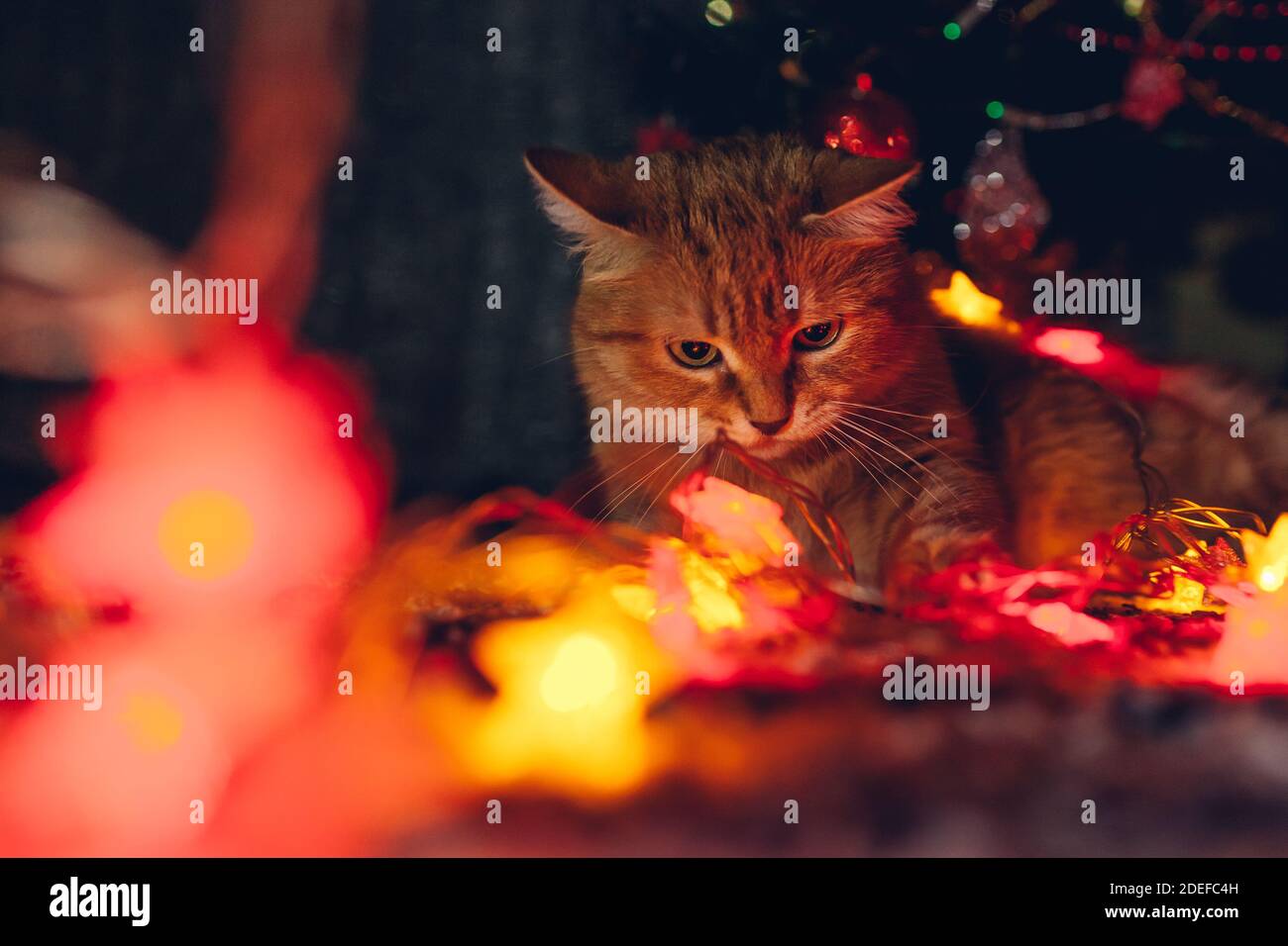Ginger cat caught playing with illumination lights under Christmas tree at home. Christmas and New year with naughty pet Stock Photo