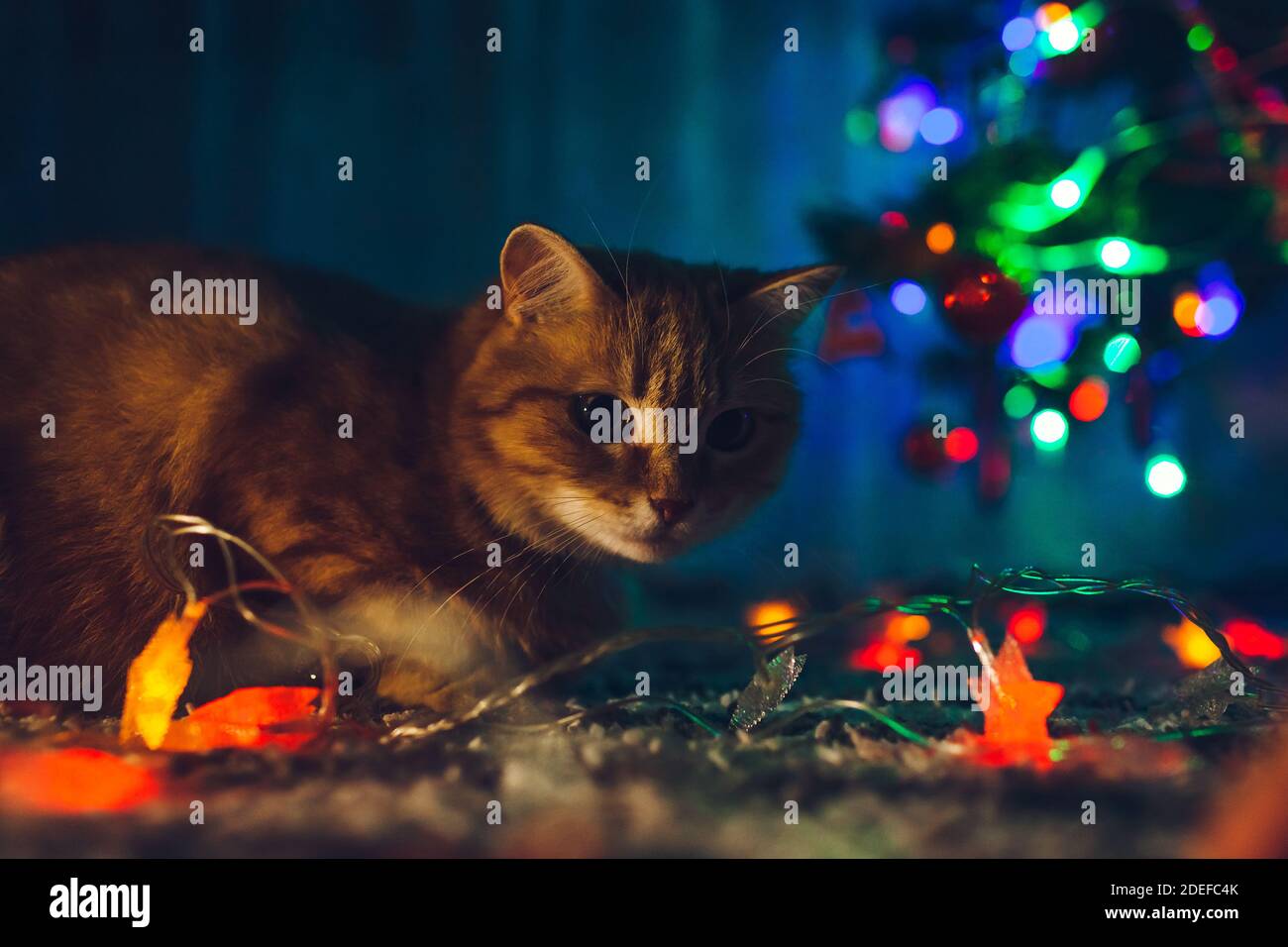 Ginger cat playing with garland lights under Christmas tree at home at night. Christmas and New year with naughty pet Stock Photo