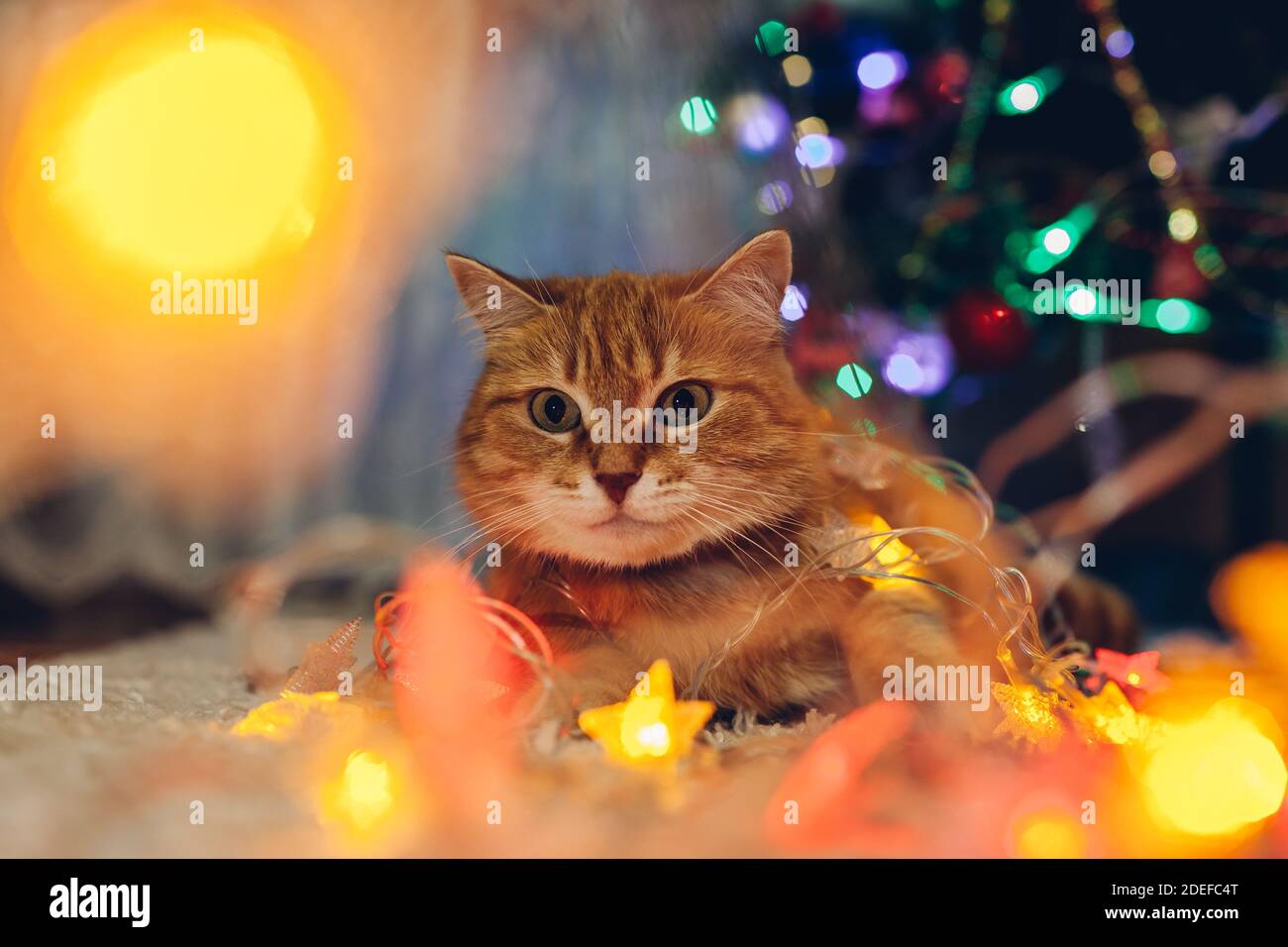 Close up of cat caught playing with illumination lights under Christmas tree at home. Christmas and New year with pet Stock Photo