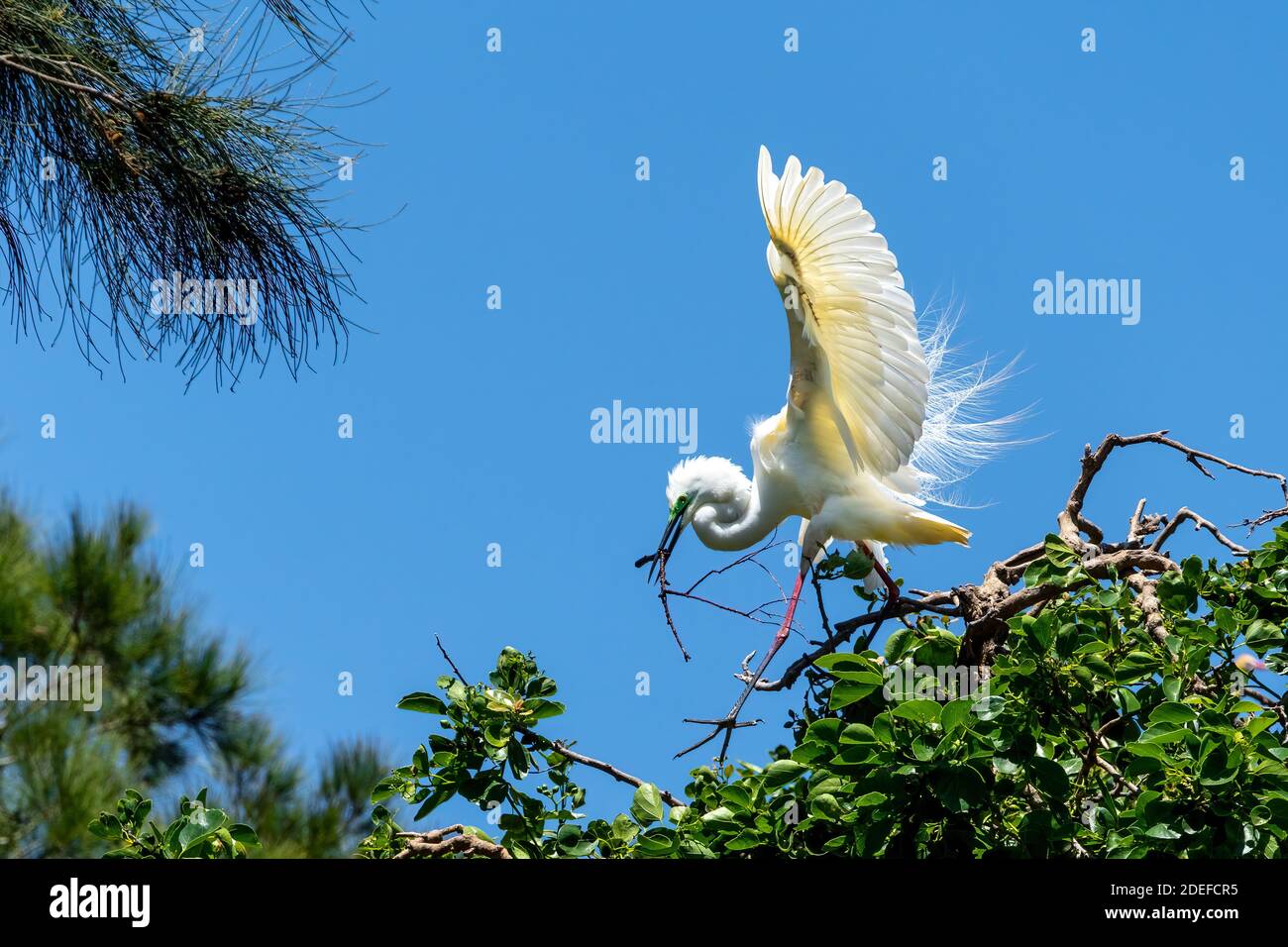 Eastern great egret (Ardea modesta) standing on foliage carrying a twig for nest building in breeding season, Queensland Australia Stock Photo