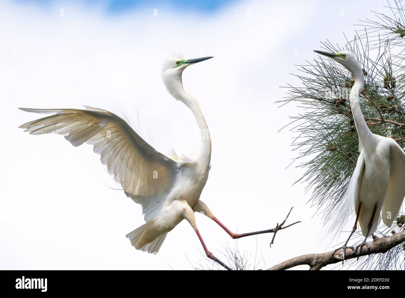 Aggressive display by two Eastern great egrets (Ardea modesta) on branch during territorial dispute during breeding season, Queensland Australia Stock Photo
