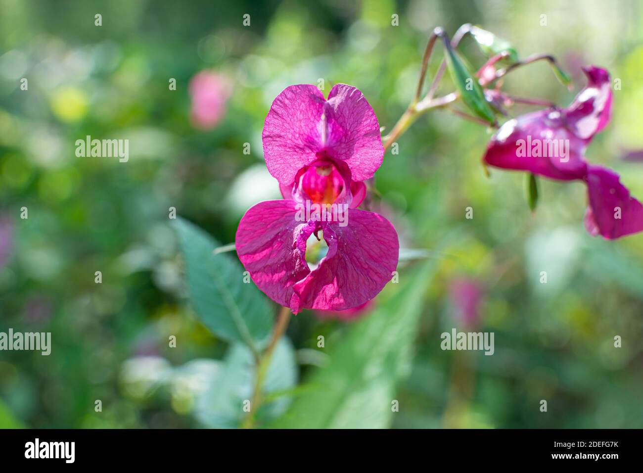 Beautiful Himalayan balsam, Impatiens glandulifera blooming flower close up photo. Policeman Helmet plant, Bobby Tops Stock Photo
