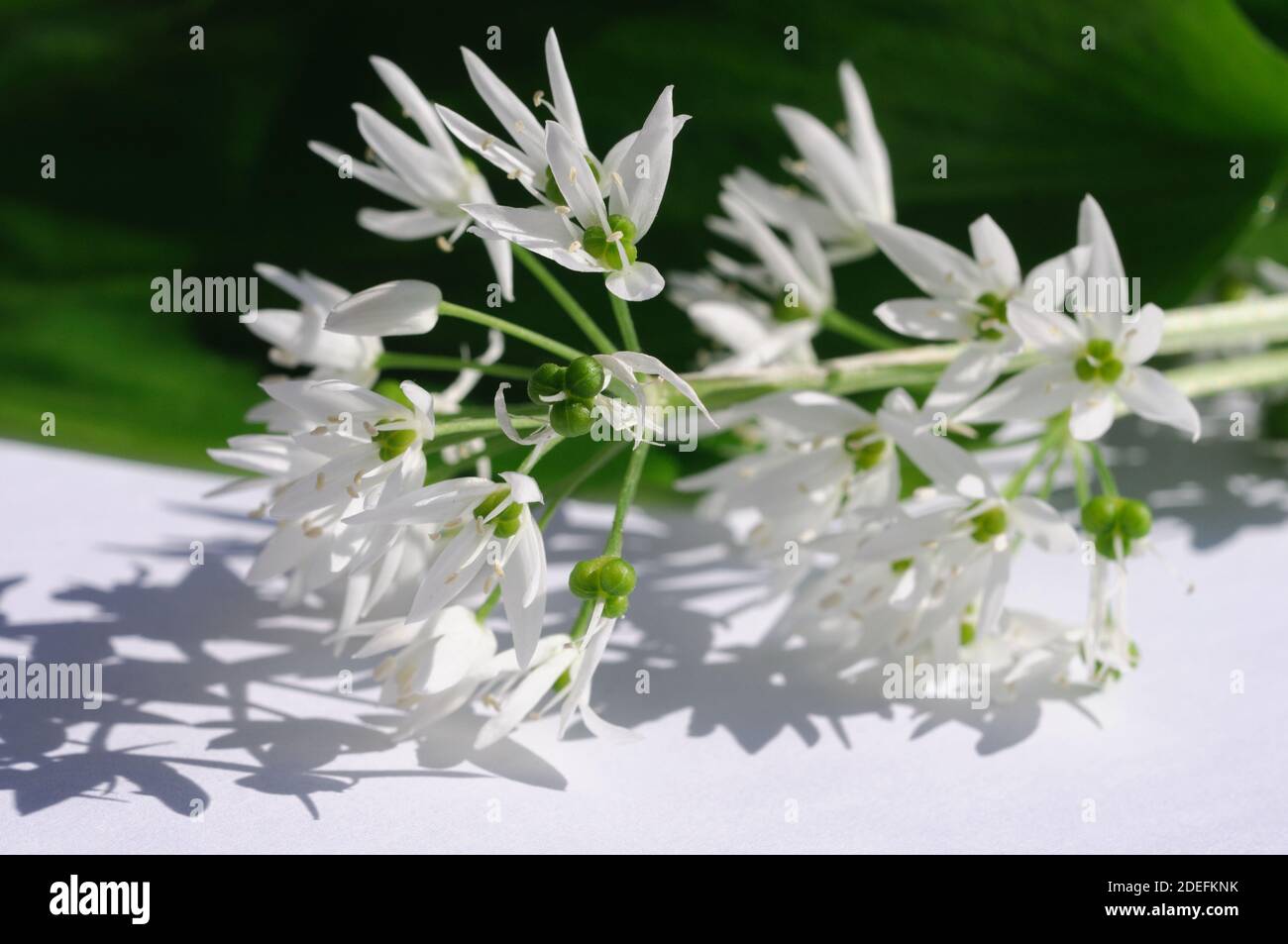 Bärlauchblüten Nahaufnahme Stock Photo