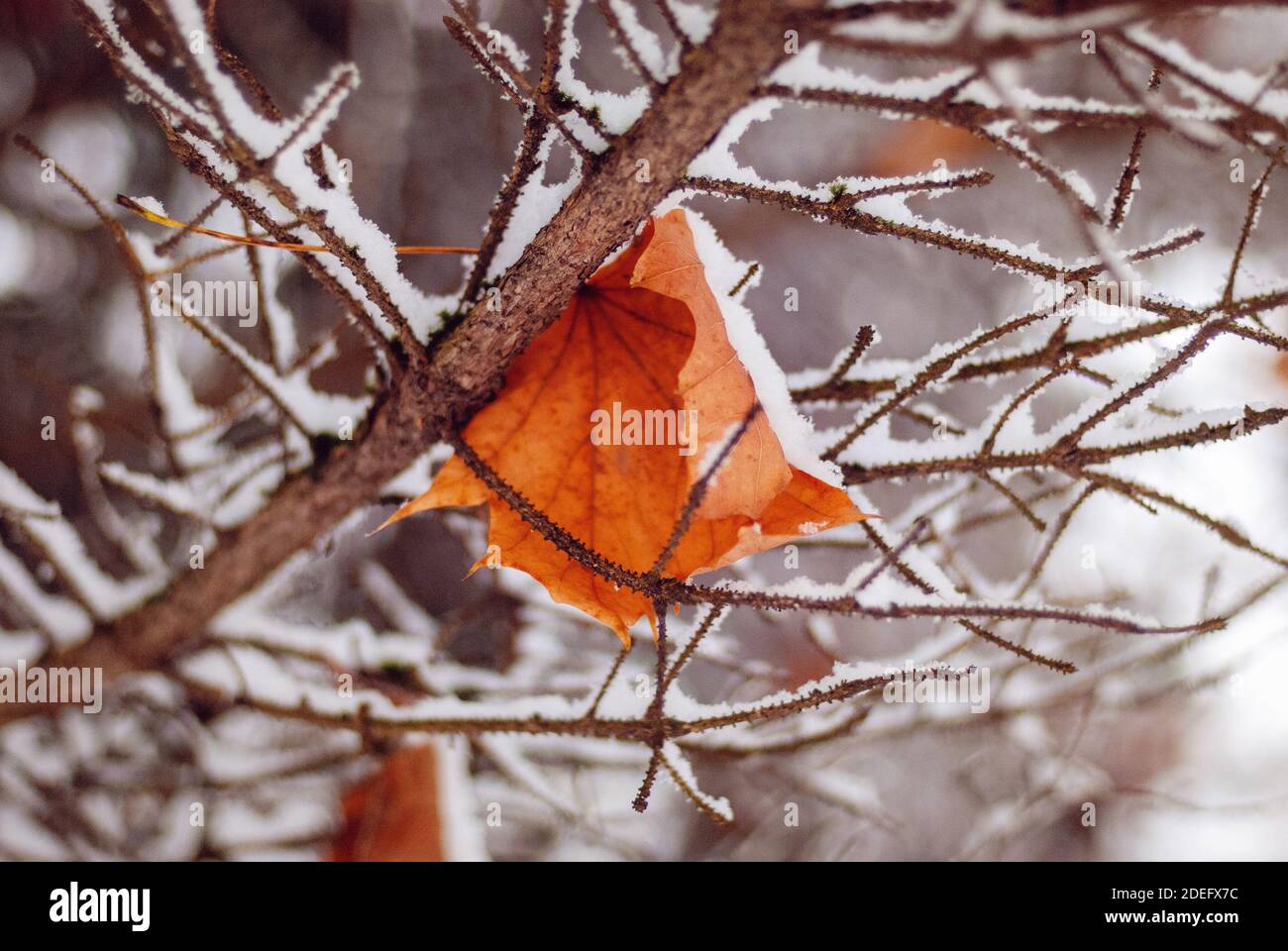 Maple fallen leaf on tree brunches covered with first snow Stock Photo