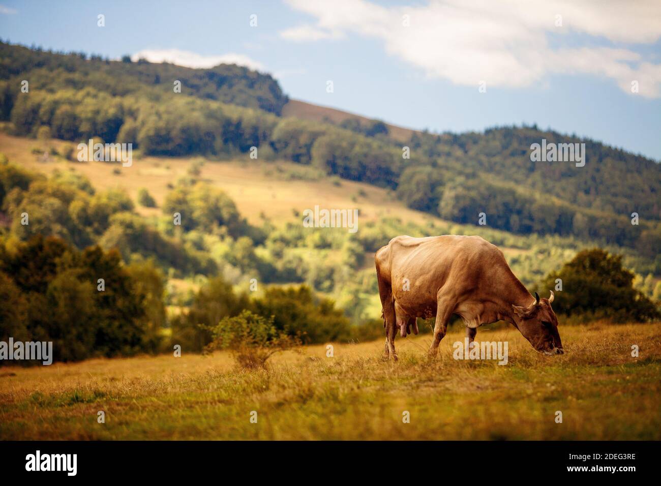 One cow eats grass on a meadow Stock Photo