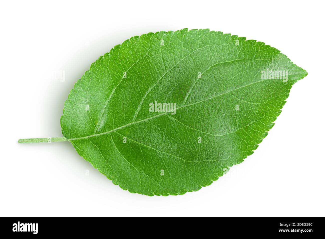 Apple leaf isolated on white background with clipping path Stock Photo ...