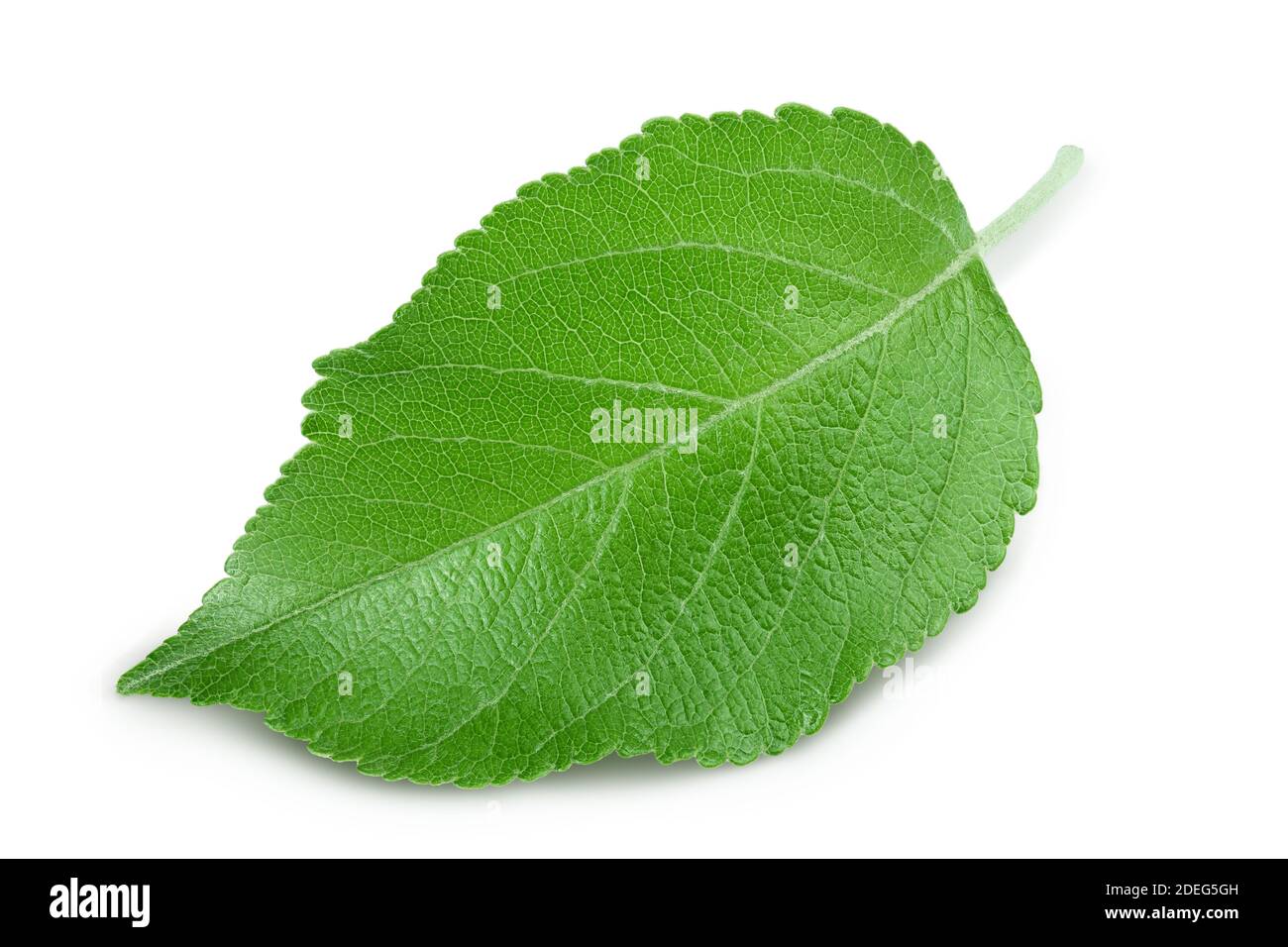 Apple leaf isolated on white background with clipping path Stock Photo ...