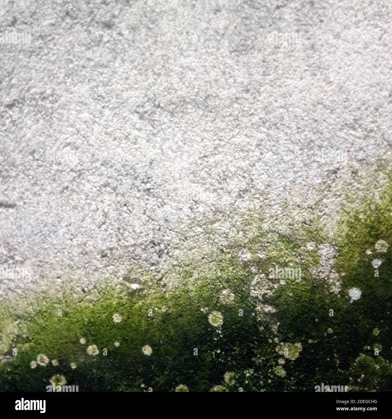 Cement Wall with green fungus Stock Photo Alamy