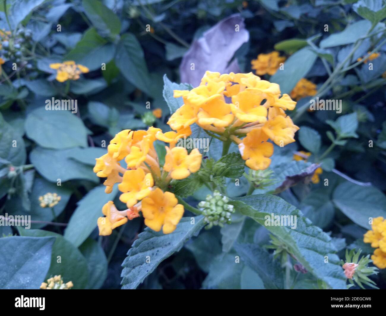 Amazing Beauty of Yellow Bush Flower Stock Photo Alamy